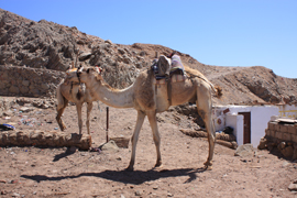 camel1