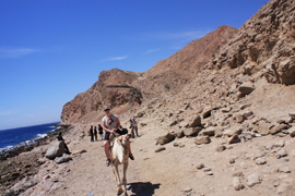 camel2