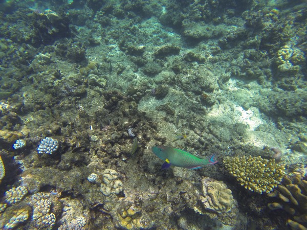 GOPR0095
