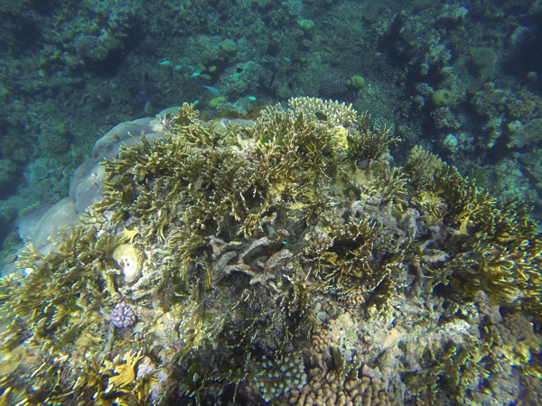 GOPR0099