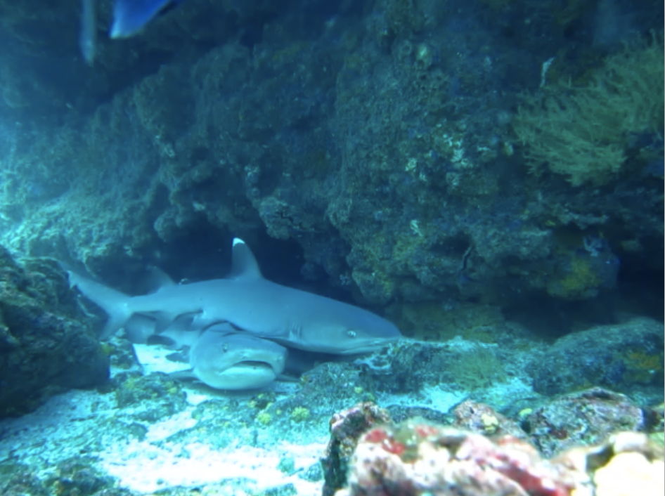 Whitetips